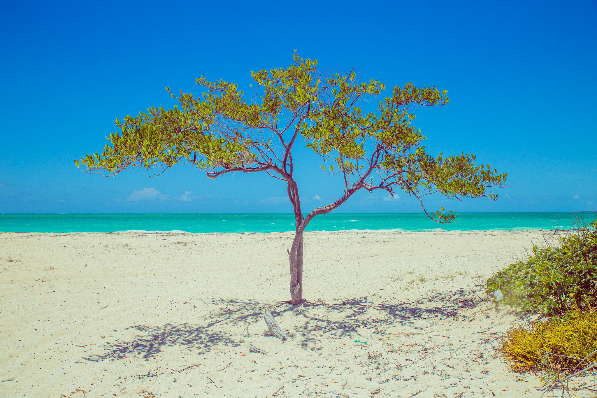 Tree #tree #beach #shadow #carribean